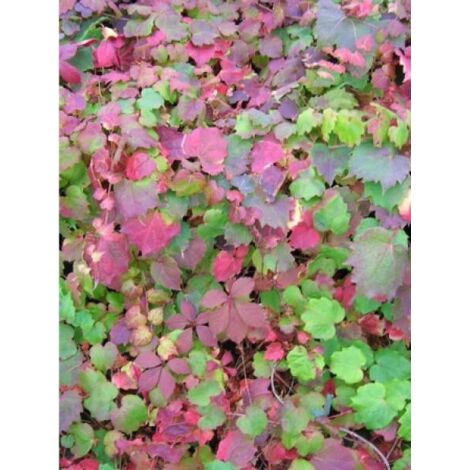 Vigne vierge japonaise 'Atropurpurea' Pot de 2L/3L