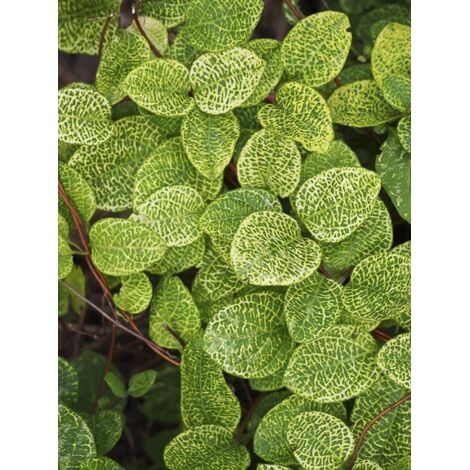 Chèvrefeuille du Japon panaché Pot de 2L/3L