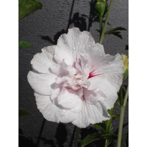 Mauve en arbre China Chiffon® 'bricutts' Pot de 12L/15L, Demi-Tige (1/2)
