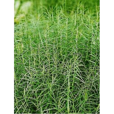 Laîche palmée 'Little Midge' Pot de 1L/1,5L