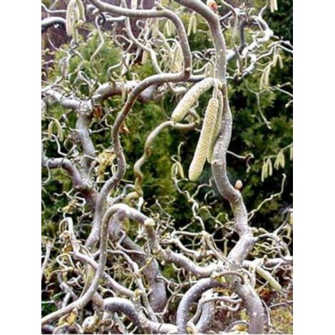 Noisetier tortueux 'Contorta' Pot de 3L/4L (1/5)