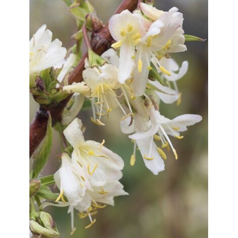 Chèvrefeuille 'Winter Beauty' Pot de 3L/4L (1/3)