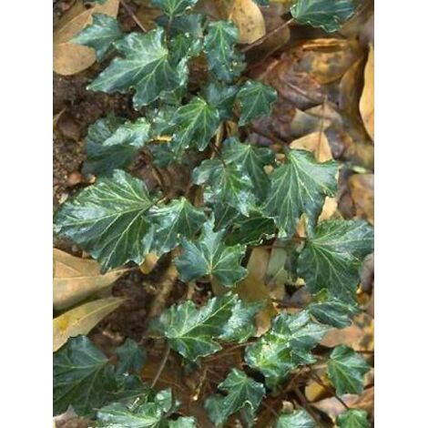 Lierre commun 'Ivalace' Godet de 8/9 cm (1/4)