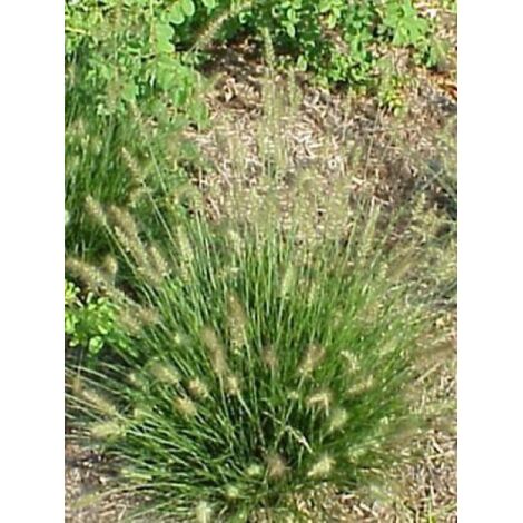 Herbe aux écouvillons 'Little Bunny' Pot de 2L/3L