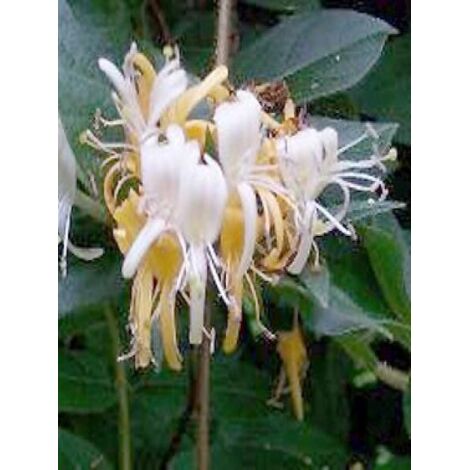 Chèvrefeuille du Japon 'Dart's Acumen' Godet de 8/9 cm (1/4)