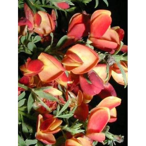 Genêt 'Lena' Pot de 2L/3L (1/3)