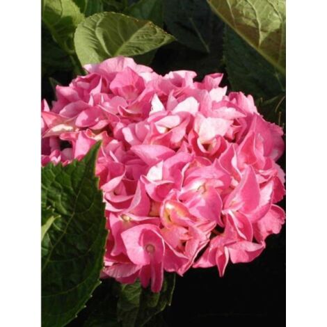 Hortensia 'Rosita' Pot de 2L/3L (1/2)