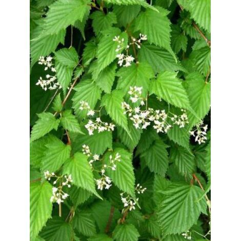 Stephanandra tanakae Pot de 3L/4L (1/3)