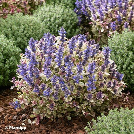 Bugle 'Princess Nadia' Pot de 1,5L/2L