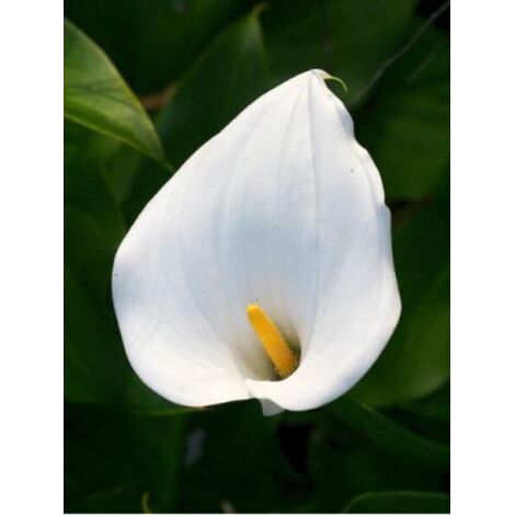 Arum d'Éthiopie Pot de 2L/3L (1/2)