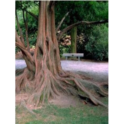 Metasequoia glyptostroboides Pot de 3L/4L
