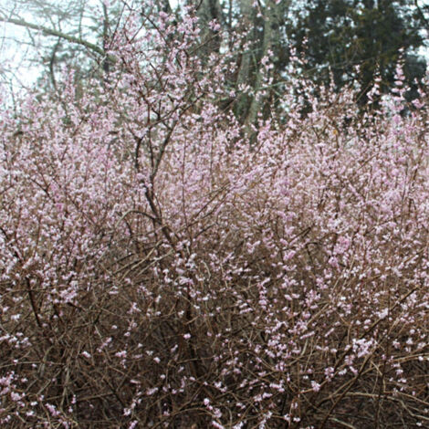 Forsythia blanc 'Roseum' Pot de 2L/3L (1/2)