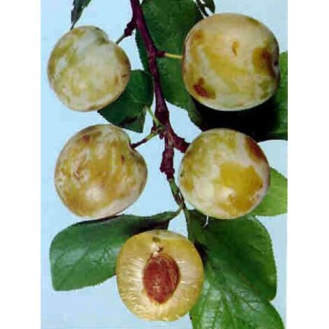 Prunier 'Reine Claude d'Oullins' Pot de 7,5L/10L, Gobelet