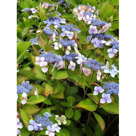 Hortensia 'Mariesii Perfecta' Pot de 2L/3L (1/5)