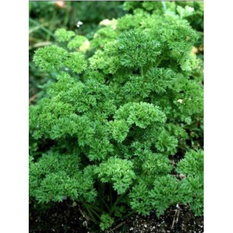 Persil frisé Pot de 2L/3L