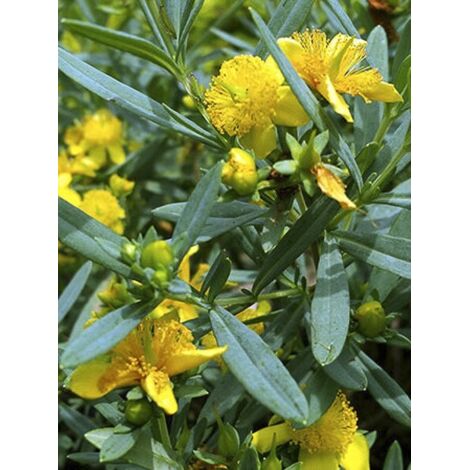 Millepertuis de Kalmian 'Cobalt-n-Gold' Pot de 2L/3L (1/5)