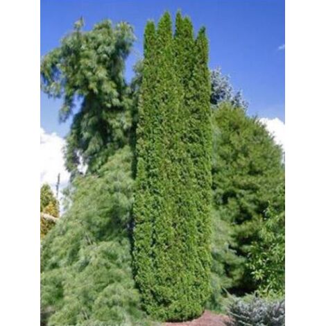 Thuya du Canada 'Degroot's Spire' Pot de 7,5L/10L (1/3)