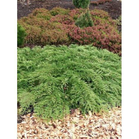 Microbiota decussata Pot de 2L/3L (1/5)