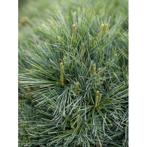 Pin Weymouth 'Blue Shag' Pot de 2L/3L (1/5)