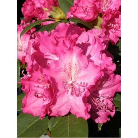 Rhododendron 'Germania' Pot de 4L/5L (1/2)