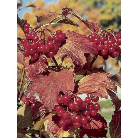 Viorne à feuilles d'érable 'Wentworth' Pot de 3L/4L (1/4)