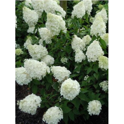 Hortensia paniculé 'Polar Bear'® Godet de 8/9 cm (1/2)
