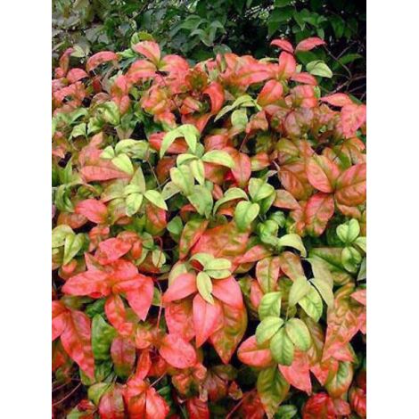 Bambou sacré 'Firepower' Pot de 7,5L/10L (1/4)