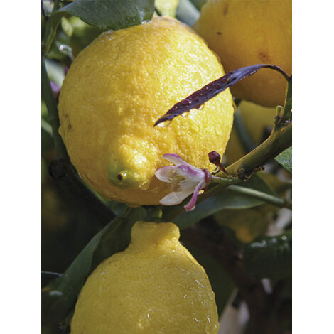 Citronnier 'Femminello Carrubaro' Pot de 4L/5L, 1/4 de tige