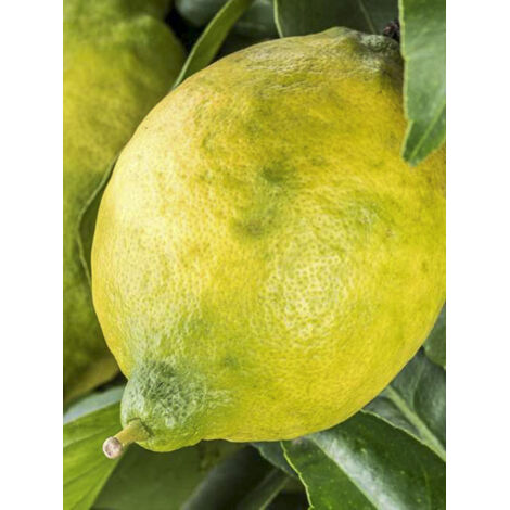 Citronnier 'Cerza' Pot de 4L/5L, 1/4 de tige