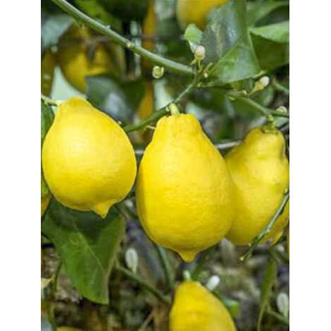 Citronnier 'Adamo' Pot de 4L/5L, 1/4 de tige