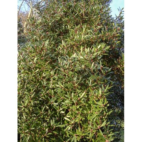 Poivre de Tasmanie Pot de 2L/3L (1/2)