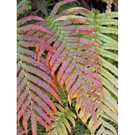 Blechnum de Nouvelle-Zélande Pot de 3L/4L (1/2)