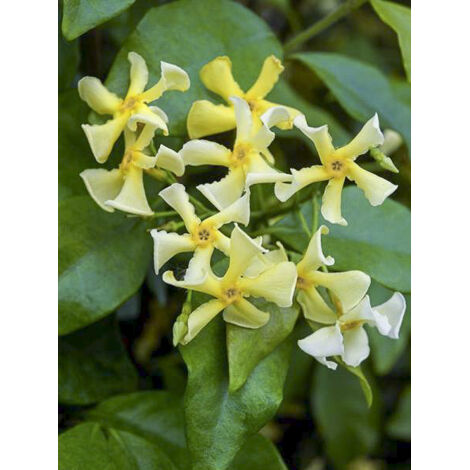 Jasmin étoilé 'Chili & Vanilla' Pot de 3L/4L (1/2)