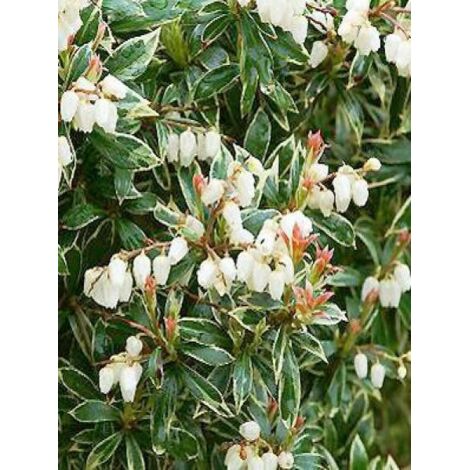Andromède du Japon 'Little Heath' Pot de 4L/5L (1/5)