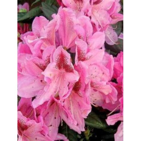 Rhododendron  'Cosmopolitan' Pot de 7,5L/10L