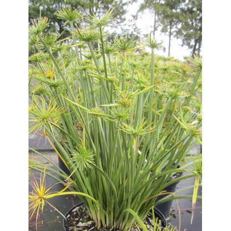 Souchet 'Cleopatra ' Pot de 3L/4L (1/2)