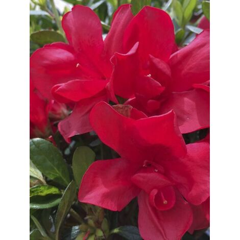Azalée japonaise 'Encore Bonfire' Pot de 3L/4L