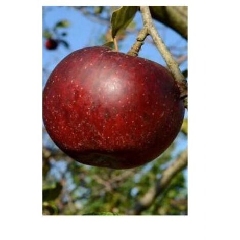 Pommier 'Calville Rouge d'Hiver' Pot de 7,5L/10L, Gobelet
