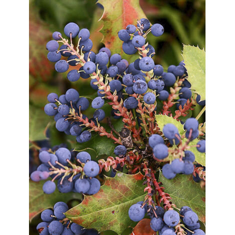 Mahonie à feuilles de houx 'Pinnacle' Pot de 4L/5L (1/2)
