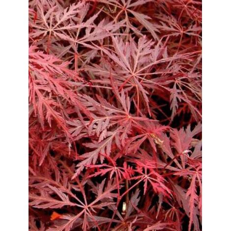 Érable du Japon 'Dissectum Garnet' Pot de 3L/4L