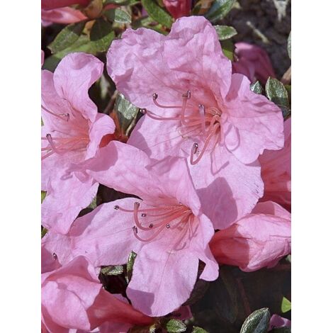 Azalée japonaise 'Mme Van Hecke' Pot de 2L/3L (1/5)
