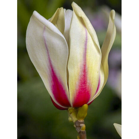 Magnolia 'Sunrise' Pot de 3L/4L (1/2)
