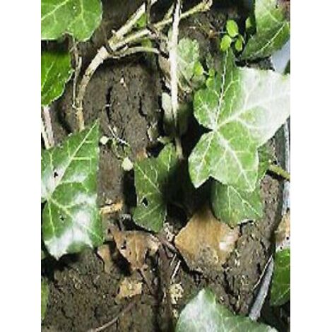 Lierre commun Pot de 4L/5L (1/5)