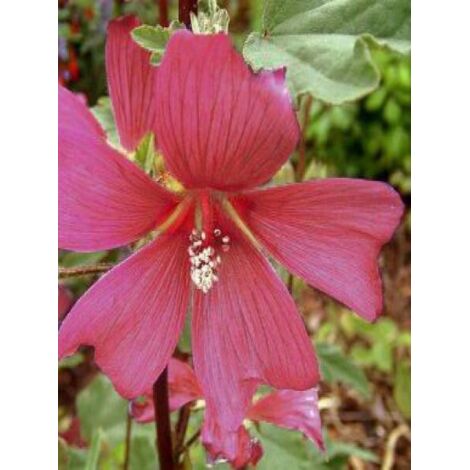 Mauve en arbre, Lavatère 'Burgundy Wine' Godet de 8/9 cm (1/4)