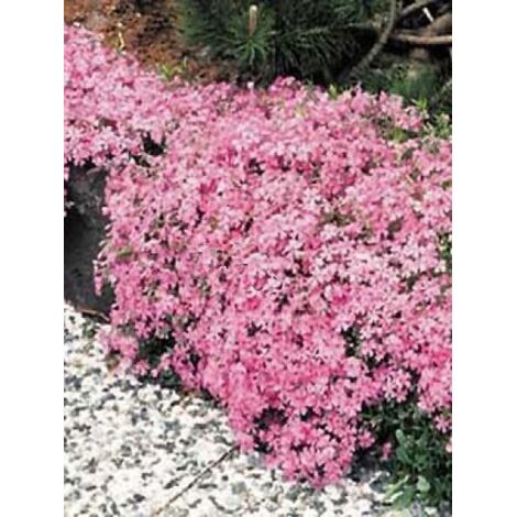 Phlox mousse 'Moerheimii' Pot de 2L/3L