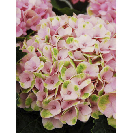 Hortensia 'Magical Revolution Rose Pink' Pot de 2L/3L (1/2)