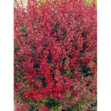 Épine-vinette de Thunberg 'Lutin Rouge' Pot de 2L/3L (1/4)