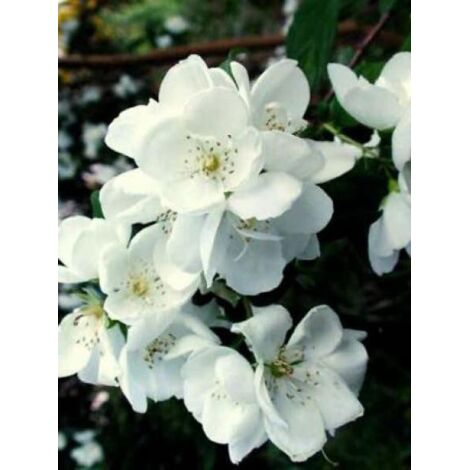Seringat, Jasmin des poètes Pot de 4L/5L (1/5)