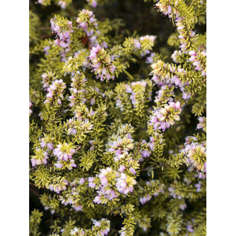 Bruyère des neiges 'Stieneke' Pot de 12 cm / 13 cm (1/2)
