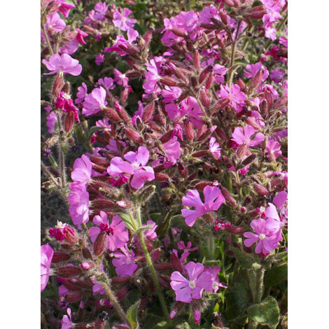 Silène 'Rollies Favorite' Godet de 7/8 cm (1/2)